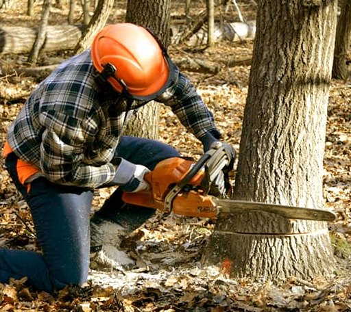 Tree Removal in Gibson, NC